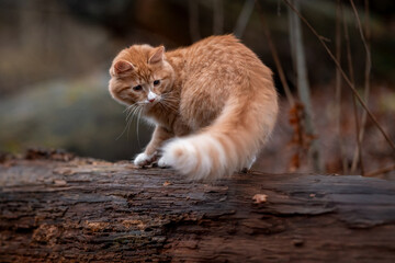 A luxurious red kitten in the middle of a dark autumn forest. A beautiful animal in nature.
