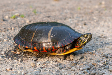 Injured Eastern painted turtle partially hidden in its shell on a gravel path