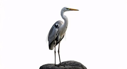 Elegant heron standing on a rock against a clean white background