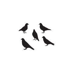 birds on a white background