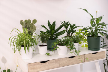 Fototapeta premium Different beautiful potted houseplants on table at home