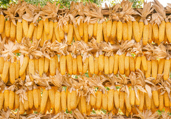 corn drying in the sun