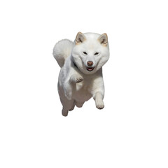 White dog jumping with joyful expression on black background