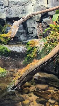 Un ruisseau s'&eacute;coule paisiblement au milieu de parois rocheuses.