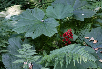 photo of wild red berries on plants with huge green leaves and ferns going wild in the woods of Idaho