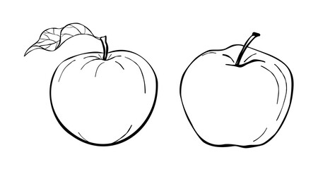 Hand drawn apples with leaf black and white botanical line art illustration isolated on white background