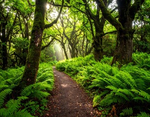 Sunlight streams through a lush, verdant forest path
