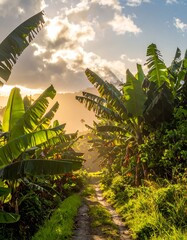 Sun-drenched path through lush banana grove