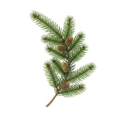 Naklejka premium Pine branch with pinecones in natural green color on white background for christmas decoration
