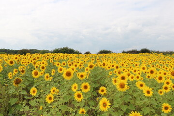 Fototapeta premium Sunflowers