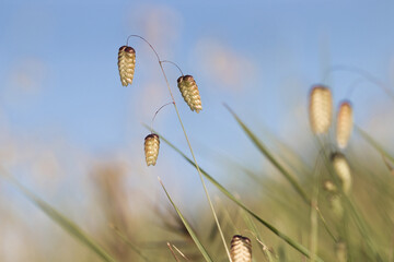 Detail of Quaking Grass, Briza maxima, in nature during springtime in Portugal.