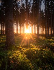 Sunlight streams through a pine forest