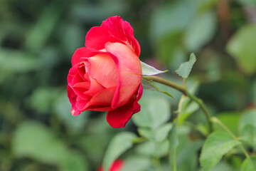 Obraz premium Close-up of an orange-red rose in partial bloom with smooth, layered petals against a soft green blurred background, symbolizing warmth, romance, passion, and natural beauty.