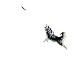 Dynamic dog jumping to catch red frisbee in mid air with joyful expression