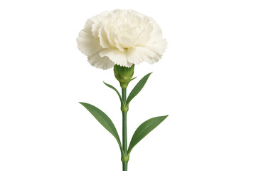 White carnation flower, dianthus caryophyllus, blooming on a stem, symbolizing love and good luck, transparent background