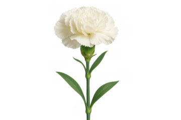 White carnation flower, dianthus caryophyllus, blooming on a stem, symbolizing love and good luck, transparent background