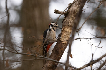 Great spotted woodpecker drumming a tree. County Durham, England, UK.