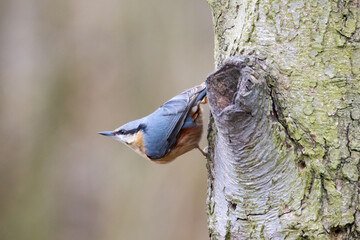 A Common Nuthatch climbing a tree trunk. County Durham, England, UK.