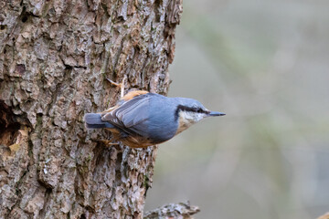 A Common Nuthatch climbing a tree trunk. County Durham, England, UK.