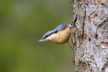 A Common Nuthatch climbing a tree trunk. County Durham, England, UK.
