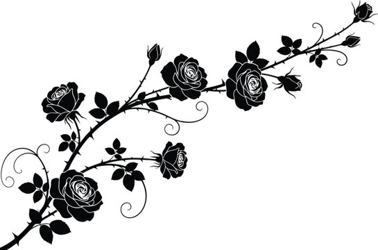 Black roses on a vine with leaves and thorns