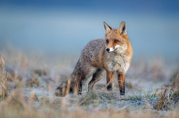 Obraz premium Red fox ( Vulpes vulpes ) in winter scenery