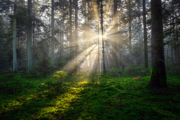 Fototapeta premium Sunny morning in the pine forest with sunbeams