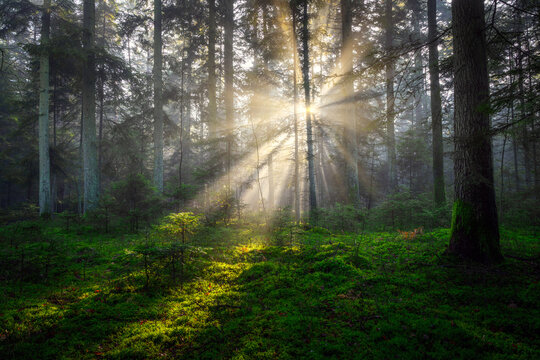 Sunny morning in the pine forest with sunbeams