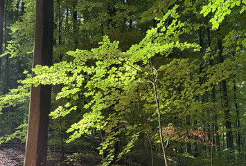 Leuchtend gr&uuml;ne Buchenzweige im sommerlichen Laubwald 