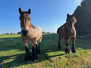 Belgier, Rasse-Pferde auf eine Weide