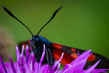 Butterfly on a pink flower. © Tomas