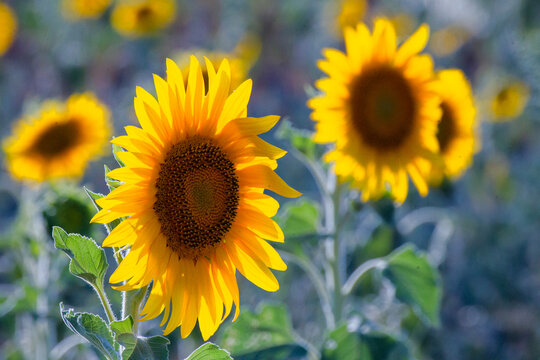 sunflowers in the field