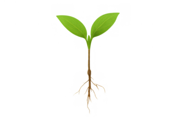 Green seedling with two leaves and developed roots, illustrating growth, spring, and nature, isolated on a transparent background