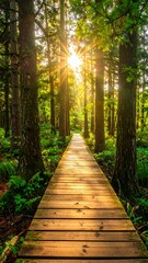 Sunlit path through lush forest