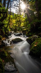 Sunlit stream flowing through a lush forest