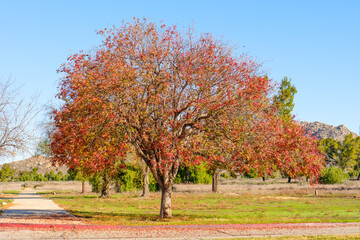 Vibrant Fall Colors in Lake Perris Nature Landscape