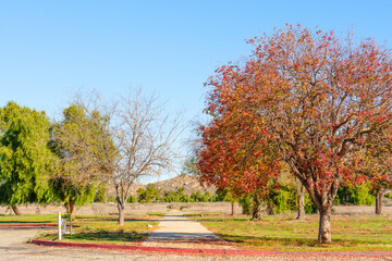 Vibrant Fall Foliage and Park Path Under Blue Sky