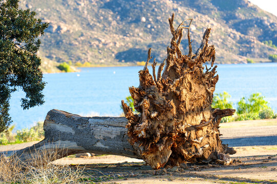 Majestic Uprooted Tree Trunk Resting Beside Tranquil Lake