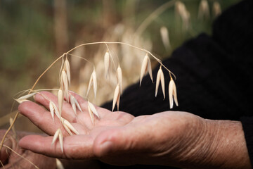 Elderly farmer's weathered hand carefully cradling a head of ripe oat grain, symbolizing the connection between generations, hard work, and the bounty of a successful harvest