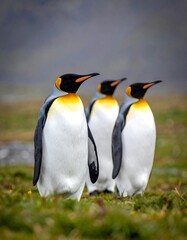 Fototapeta premium Three penguins standing in a row