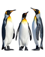 Fototapeta premium Three penguins standing side-by-side