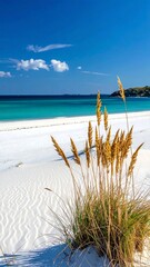 Sunny beach scene with golden grasses