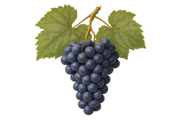 Fototapeta premium Fresh purple grapes cluster hanging from a vine stem with green leaves, transparent background