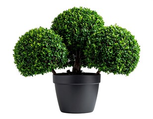 Three topiary balls in a dark pot