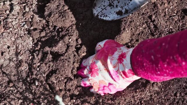 Gardener Planting Seed, Person Wearing Gloves Planting Seed Delicately Into Ground, Hobby Gardener Gently Presses Seed Into Soil In Backyard Setting