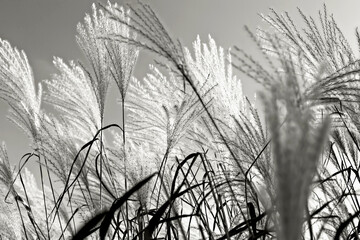 Beautiful miscanthus in sunlight against sky. Natural Gray background. Selective focus. Demonstrating color of 2026 year, Cloud, Dancer