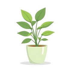 green plant in a pot