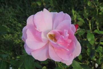 Pink Annelies rose, a modern floribunda variety from Belgium, centered with soft focus green meadow background. Delicate petals, natural light, romantic garden atmosphere, floral elegance and serenity