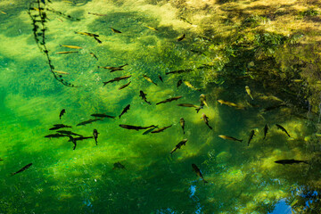 Beautiful landscape in the Krka National Park in Croatia. Natural Waterfalls. Natural wonders