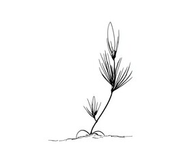 Obraz premium Budding Growth in Line Art: A delicate line art illustration showcases the budding phase of a plant. A new life begins, the perfect representation of new beginnings.